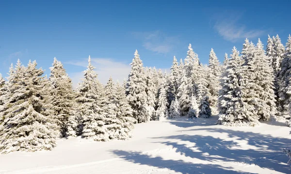 Winter bomen in sneeuw in de winter — Stockfoto