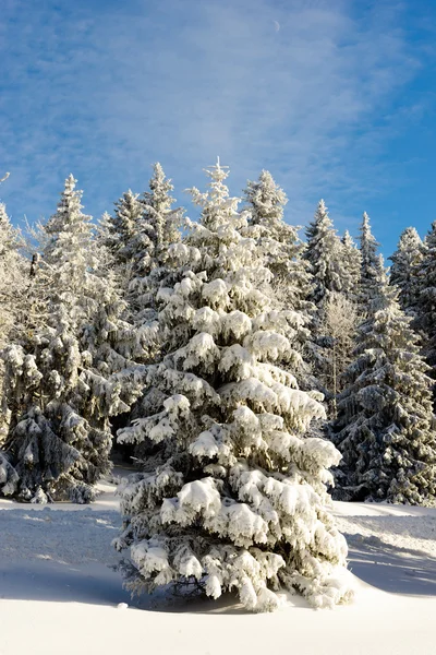 Winter bomen in sneeuw in de winter — Stockfoto