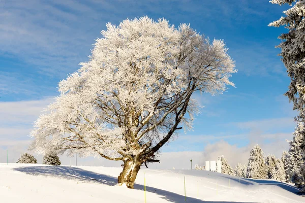 Winter bomen in sneeuw in de winter — Stockfoto