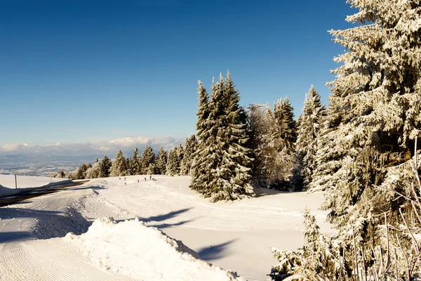 Зимние деревья в снегу зимой — стоковое фото