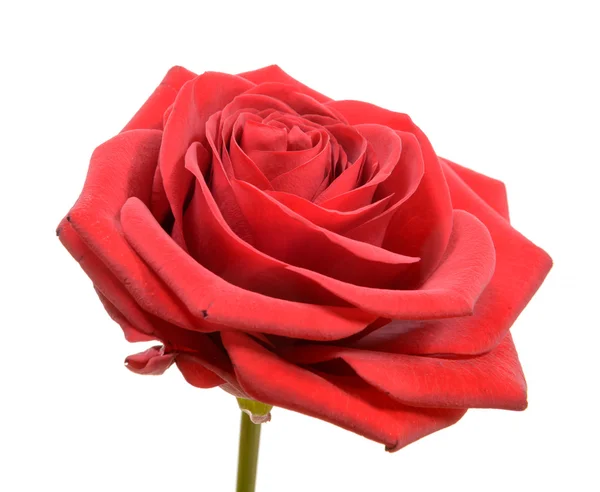 Red rose isolated on a white background — Stock Photo, Image