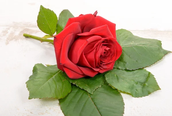 Rosa roja sobre fondo blanco de madera —  Fotos de Stock