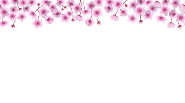 Kiraz çiçekleriyle kusursuz bir sınır. Sakura çiçekleri ile kusursuz çerçeve