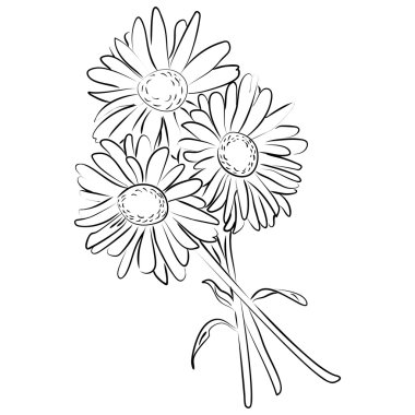 papatya çiçeği bir mürekkep kroki çizimi