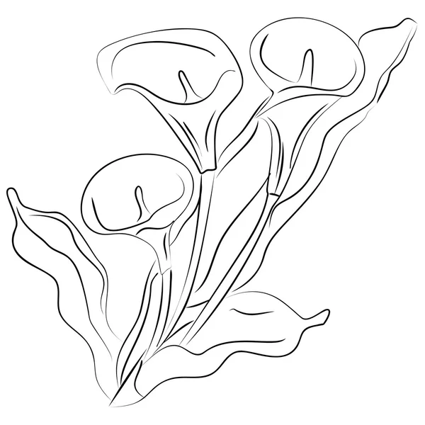 Desenho de tinta flor de Calla —  Vetores de Stock