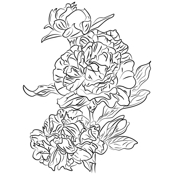 Vector black and white ink sketch peonies — Stock Vector