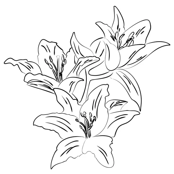 Lily avec le vecteur de croquis de contour de bourgeon — Image vectorielle