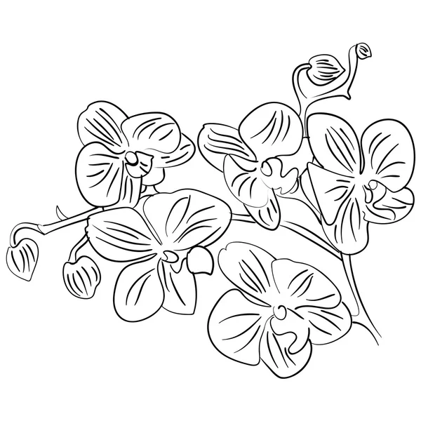 Blumen mit Knospenumriss Skizzenvektor — Stockvektor
