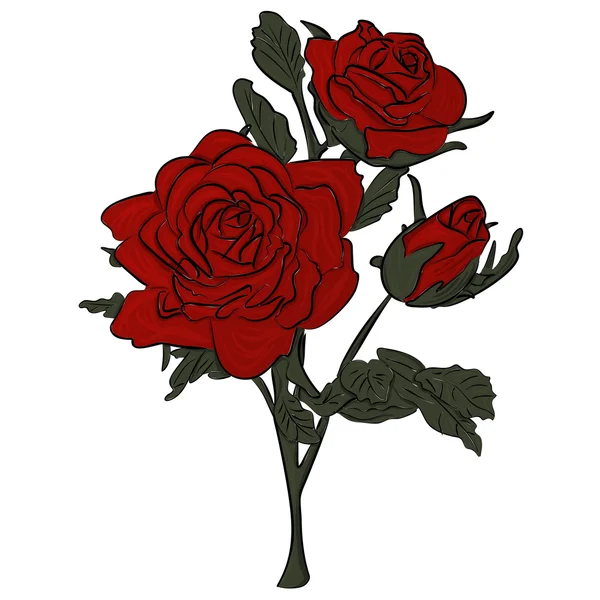 Beyaz üzerine izole edilmiş güzel kırmızı gül.