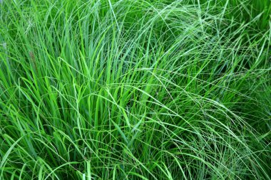  arka plan uzun parlak bir yeşil çimen