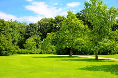 mavi gökyüzü ve ışık bulutları ile güzel bir parkta ağaçlar ile doğal arka plan orman glade