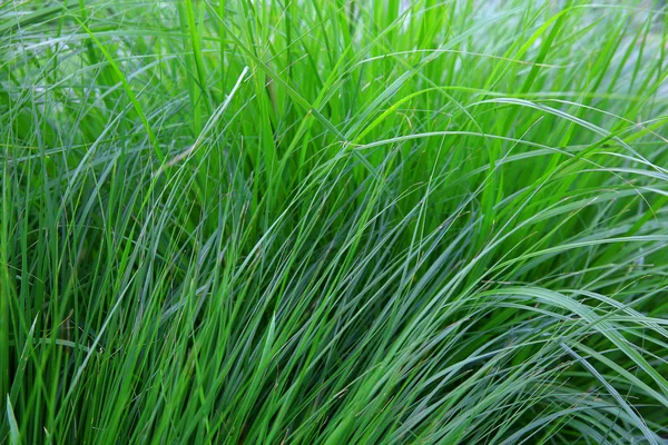 Summer background of a long bright green grass — Stock Photo, Image