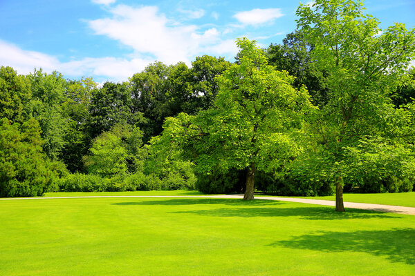 природный фон лесные поляны с деревьями в красивом парке с голубым небом и светлыми облаками
