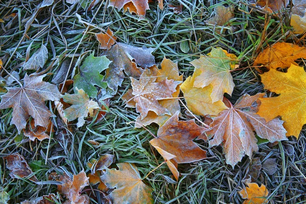 Texture fond automne jaune vif et feuillus de différents arbres, couchés sur le sol sur l'herbe dans le gel 2 — Photo