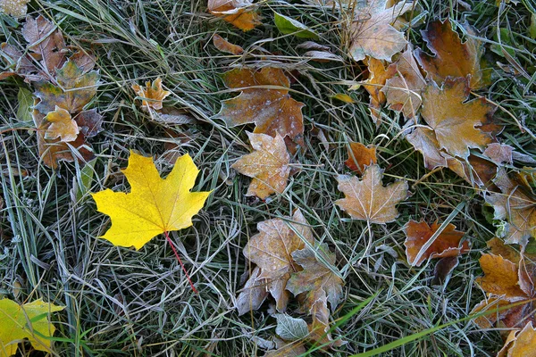 Textuur achtergrond herfst fel geel en verdorde bladeren van verschillende bomen, liggend op de grond op het gras in de vorst 1 — Stockfoto