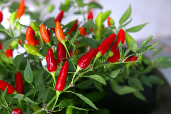 Sfondo luminoso orizzontale tagliente poco pepe rosso in piccole foglie verdi che crescono su un cespuglio sulla strada — Foto Stock