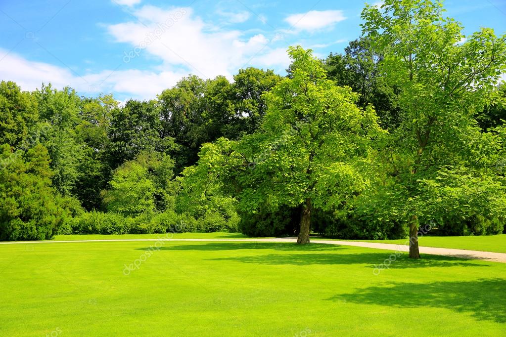 Natural background forest glade with trees in a beautiful park with blue  sky and light clouds Stock Photo by ©designf21 121972288