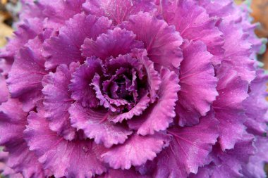  parlak doymuş arka plan pembe terry Kachan dekoratif lahana yakın çekim büyük yaprakları ile dewdrops en iyi Manzaralı