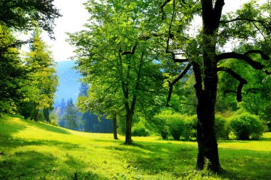dağlar ve hafif bulutlu gökyüzü mavi bir arka plan üzerinde güzel bir parkta ağaçlarla doğal arka plan yaz çayır