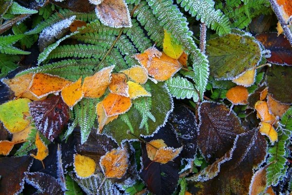 Background texture autumn yellow-green-brown leaves with hoar frost on the edges on the ground in a cool forest — Stock Photo, Image