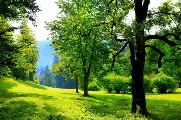 dağlar ve hafif bulutlu gökyüzü mavi bir arka plan üzerinde güzel bir parkta ağaçlarla doğal arka plan yaz çayır