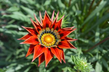 Gazania çiçeği, Asteraceae familyasından Güney Afrika 'ya özgü bir bitkidir.