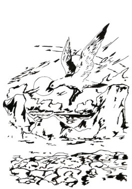 Martı, kutup bölgesi