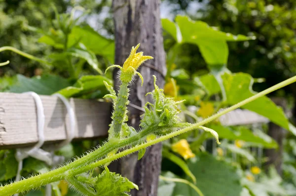 Cultivo de pepino en el jardín — Foto de Stock