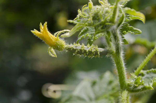 Komkommer groeien in de tuin — Stockfoto