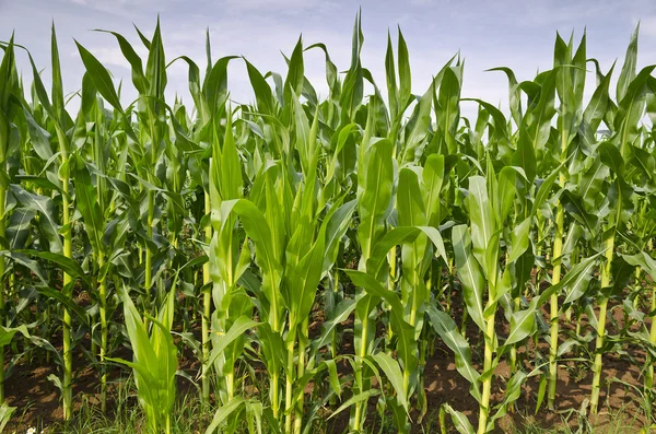 Yeşil mısır tarlası