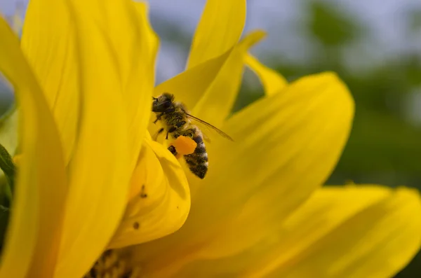 Honey bee foraging for nectar — Stock Photo, Image