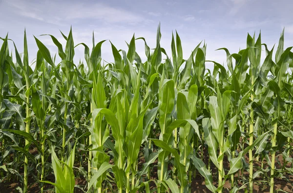 Yeşil mısır tarlası