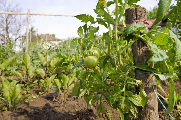 Cultivo de bio verduras — Foto de Stock