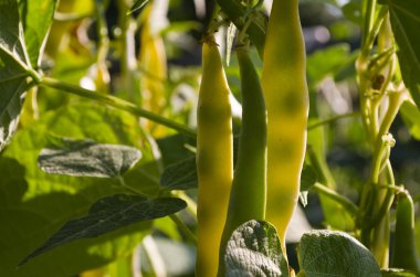 Sebze yatak üzerinde büyüyen sarı fasulye