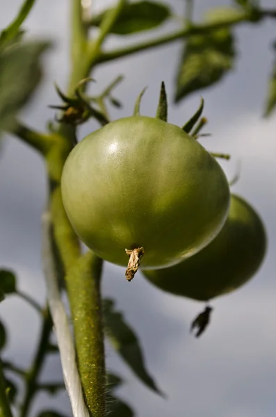 Groene tomaten groeien op takken — Stockfoto