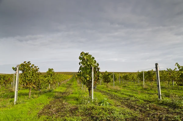 Periodo di vendemmia in vigna — Foto Stock