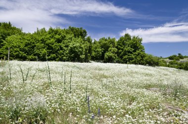Güneşli mavi gökyüzü, çayır ve bir ağacın yanında baylar