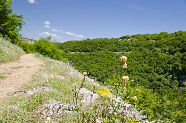 Sunny Blue Sky, Prato e un albero vicino a Emen — Foto Stock