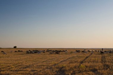 Sonbahar altın tarlasında koyun ve keçi sürüsü