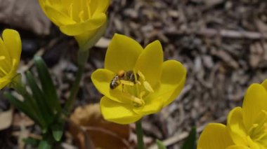 Günbatımına yakın güzel bahçede sonbahar hayatı