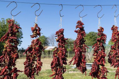 Bulgaristan 'ın doğusunda kendi biyolojik sebzelerinizi yetiştiriyorsunuz.