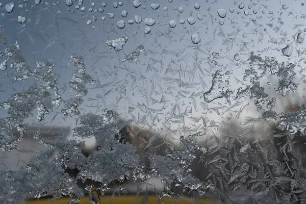 冬青花 玻璃窗结冰的模糊 — 图库照片