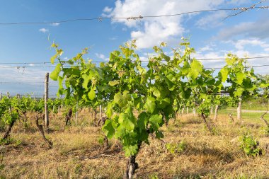 Yazın kuzey tarlalarında biyo-üzüm yetiştiriyor.