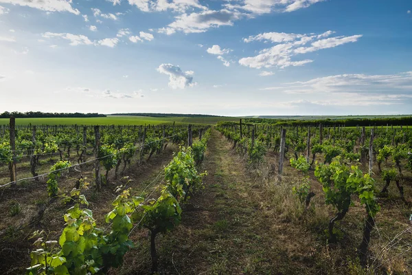 Paesaggio Filari Nel Vigneto Bulgaria — Foto Stock