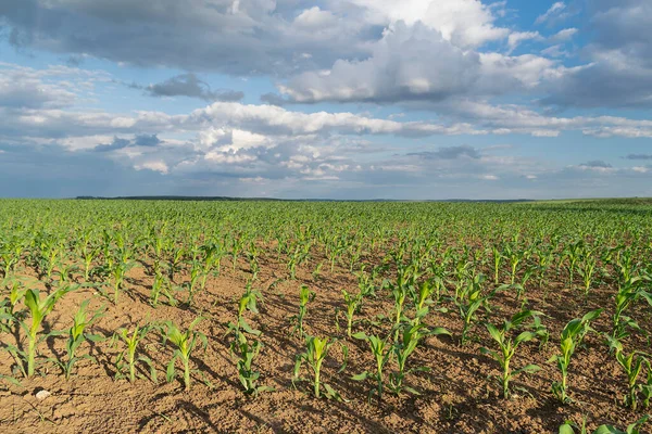 Зелене Кукурудзяне Поле Сході Болгарії Влітку — стокове фото