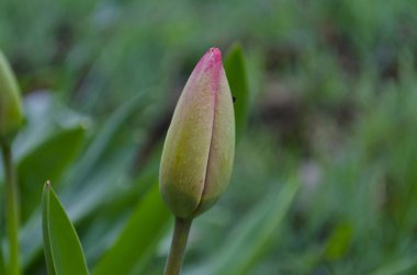 Bahar makro Lale yeşil bir bahçe içinde