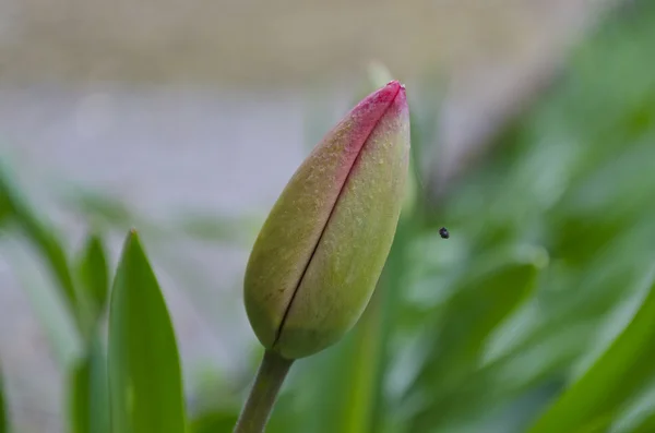 Tulipano di macro di primavera nel verde del giardino — Zdjęcie stockowe