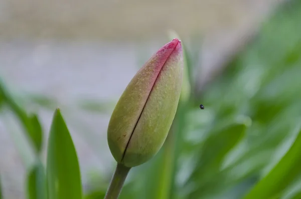 Tulipano di macro di primavera nel verde del giardino — Zdjęcie stockowe