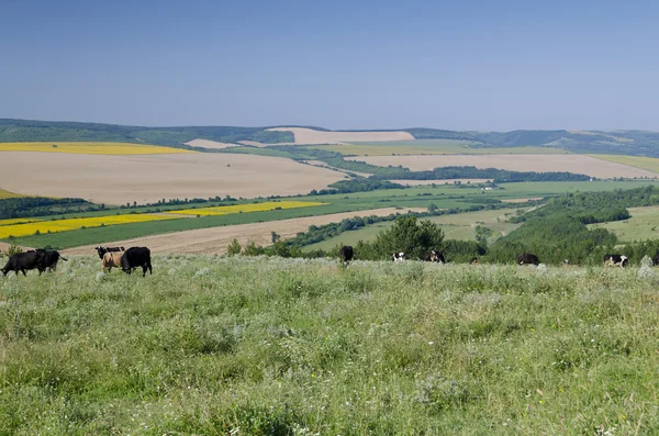 Campos verdes - Hermoso paisaje de pueblo en el norte de Bulgaria —  Fotos de Stock