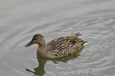 Güzel ördek yüzme ve göle dinlenme